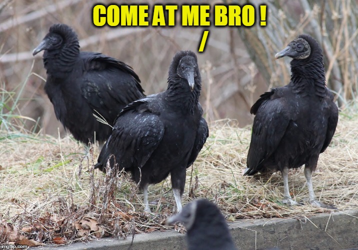 COME AT ME BRO !               / | made w/ Imgflip meme maker