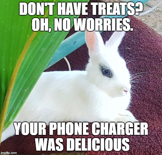 Resting Bitch Face Bunny | DON'T HAVE TREATS? OH, NO WORRIES. YOUR PHONE CHARGER WAS DELICIOUS | image tagged in resting bitch face bunny | made w/ Imgflip meme maker