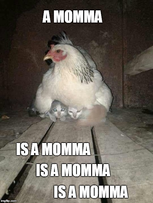 A momma | A MOMMA; IS A MOMMA; IS A MOMMA; IS A MOMMA | image tagged in hen,mom,cats,love | made w/ Imgflip meme maker