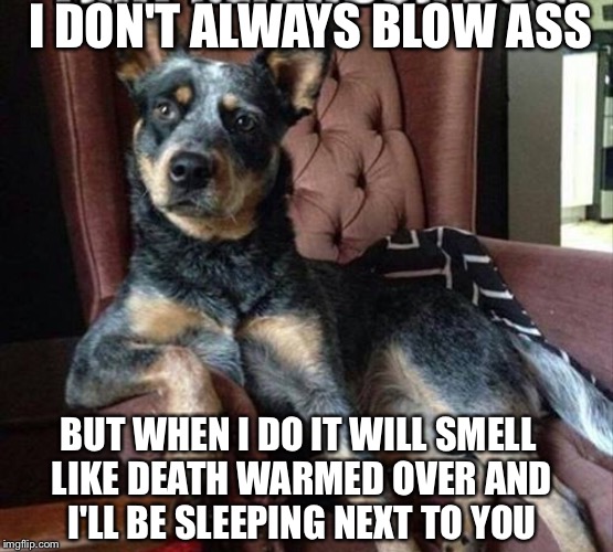 You smelt it I dealt it | I DON'T ALWAYS BLOW ASS; BUT WHEN I DO IT WILL SMELL LIKE DEATH WARMED OVER AND I'LL BE SLEEPING NEXT TO YOU | image tagged in funny dogs,latest,funny memes,funny animals,the most interesting dog in the world | made w/ Imgflip meme maker