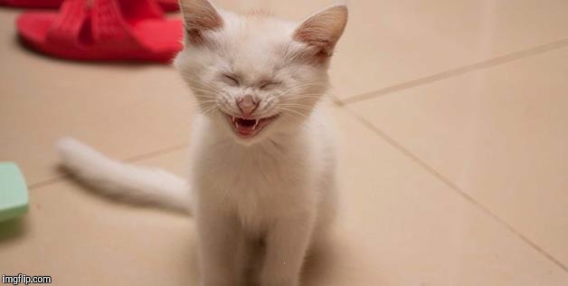 Cat Laughing | . | image tagged in cat laughing | made w/ Imgflip meme maker