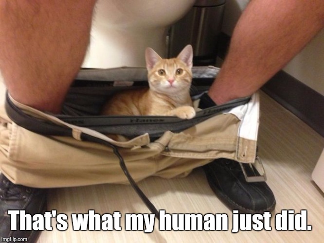 23-Funn...700.jpg | That's what my human just did. | image tagged in 23-funn700jpg | made w/ Imgflip meme maker