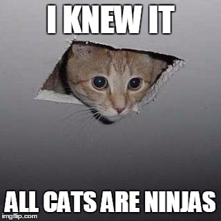 Ceiling Cat | I KNEW IT; ALL CATS ARE NINJAS | image tagged in memes,ceiling cat,ninja | made w/ Imgflip meme maker