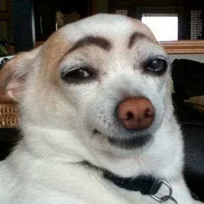 Dog With Eyebrows Blank Meme Template