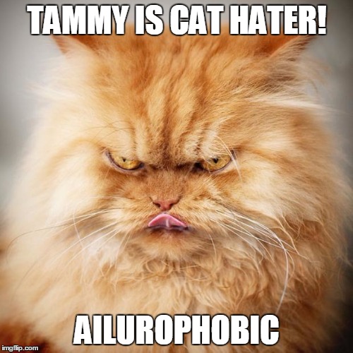 angry cat Memes & GIFs - Imgflip