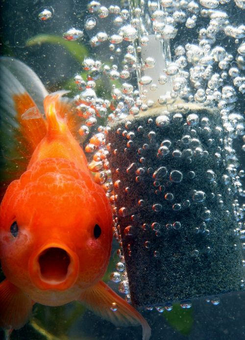 excited goldfish Blank Meme Template