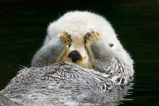 High Quality 302 sea otter Blank Meme Template