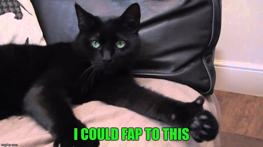 thumbs up cat | I COULD FAP TO THIS | image tagged in thumbs up cat | made w/ Imgflip meme maker