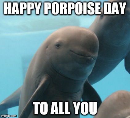 Smug Porpoise | HAPPY PORPOISE DAY; TO ALL YOU | image tagged in smug porpoise | made w/ Imgflip meme maker