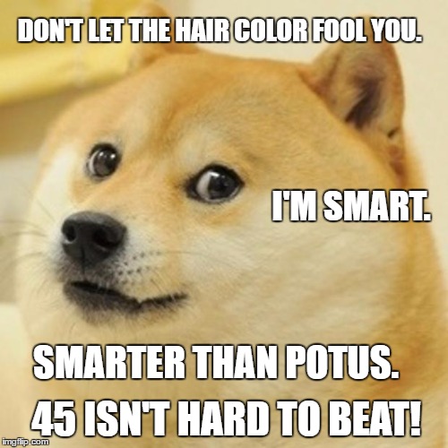 Doge Meme | DON'T LET THE HAIR COLOR FOOL YOU. I'M SMART. SMARTER THAN POTUS. 45 ISN'T HARD TO BEAT! | image tagged in memes,doge | made w/ Imgflip meme maker