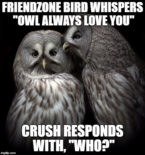 Friendzoned | FRIENDZONE BIRD WHISPERS "OWL ALWAYS LOVE YOU"; CRUSH RESPONDS WITH, "WHO?" | image tagged in owl,puns,bad pun | made w/ Imgflip meme maker
