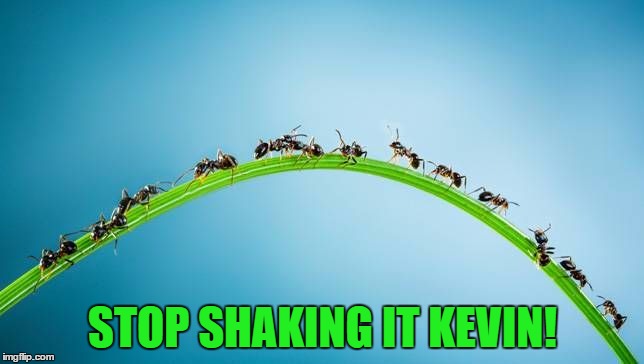 Ants have problems too... :) | STOP SHAKING IT KEVIN! | image tagged in immigrant invading ants,memes,animals,ants | made w/ Imgflip meme maker