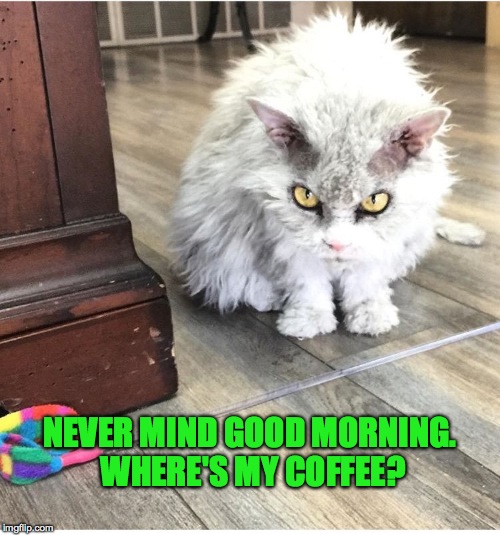 Pompous Albert | NEVER MIND GOOD MORNING. WHERE'S MY COFFEE? | image tagged in coffee addict | made w/ Imgflip meme maker