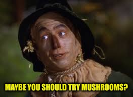 MAYBE YOU SHOULD TRY MUSHROOMS? | made w/ Imgflip meme maker