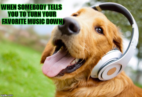 WHEN SOMEBODY TELLS YOU TO TURN YOUR FAVORITE MUSIC DOWN | image tagged in dogs,music,funny dogs,cute dog | made w/ Imgflip meme maker