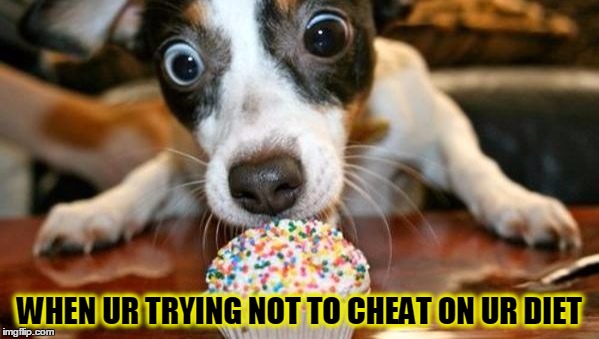 WHEN UR TRYING NOT TO CHEAT ON UR DIET | image tagged in hilarious memes,puppy,cute,diets | made w/ Imgflip meme maker