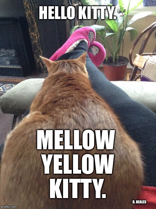Hello Mellow Yellow Kitty | HELLO KITTY. MELLOW YELLOW KITTY. D. BEALES | image tagged in cats,funny cats,funny cat | made w/ Imgflip meme maker