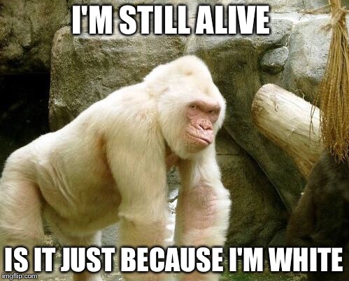 Harambe  | I'M STILL ALIVE; IS IT JUST BECAUSE I'M WHITE | image tagged in harambe | made w/ Imgflip meme maker