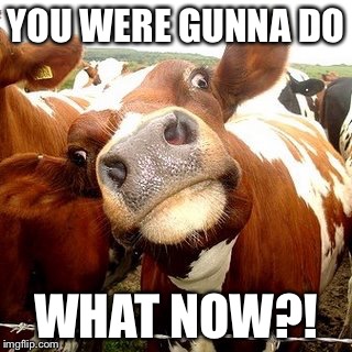 What?! Cow | YOU WERE GUNNA DO WHAT NOW?! | image tagged in what cow | made w/ Imgflip meme maker