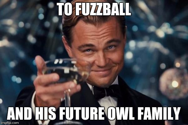 Leonardo Dicaprio Cheers Meme | TO FUZZBALL AND HIS FUTURE OWL FAMILY | image tagged in memes,leonardo dicaprio cheers | made w/ Imgflip meme maker