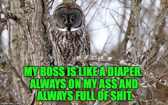 Can't wait to retire. End of the year. | MY BOSS IS LIKE A DIAPER. ALWAYS ON MY ASS AND ALWAYS FULL OF SHIT. | image tagged in too many dumbass bosses | made w/ Imgflip meme maker