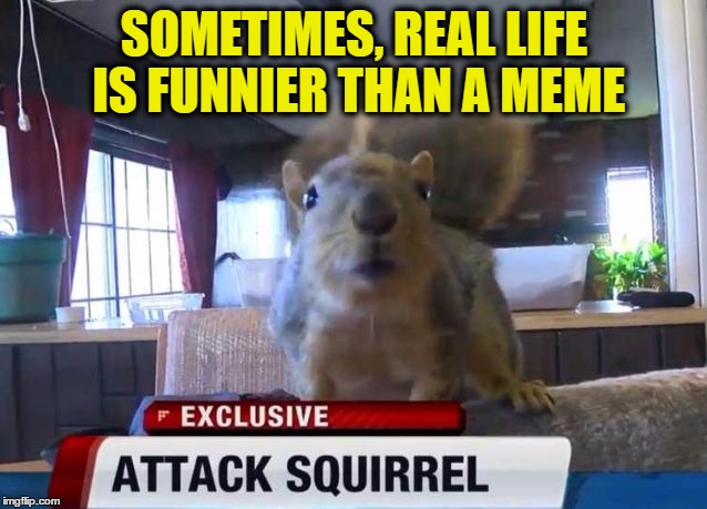 SOMETIMES, REAL LIFE IS FUNNIER THAN A MEME | image tagged in attack squirrel | made w/ Imgflip meme maker