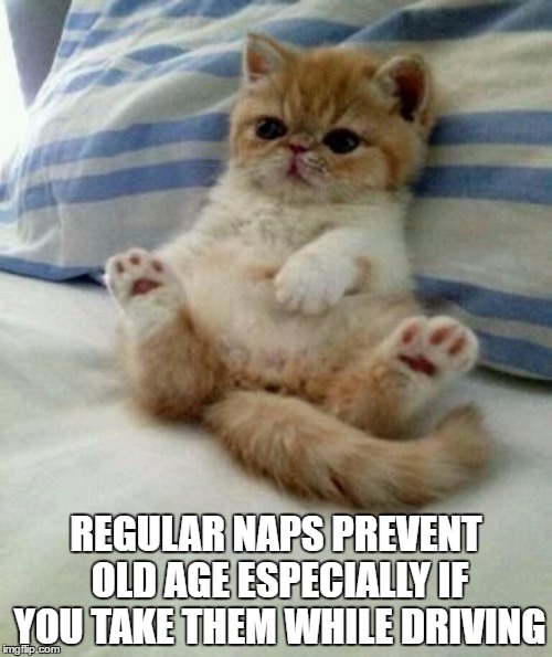 Advice cat | REGULAR NAPS PREVENT OLD AGE ESPECIALLY IF YOU TAKE THEM WHILE DRIVING | image tagged in advice cat | made w/ Imgflip meme maker