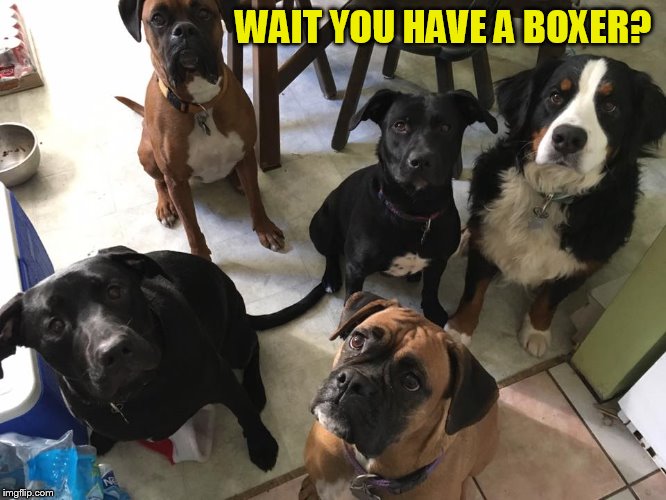 WAIT YOU HAVE A BOXER? | made w/ Imgflip meme maker
