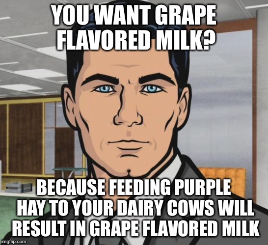 YOU WANT GRAPE FLAVORED MILK? BECAUSE FEEDING PURPLE HAY TO YOUR DAIRY COWS WILL RESULT IN GRAPE FLAVORED MILK | made w/ Imgflip meme maker
