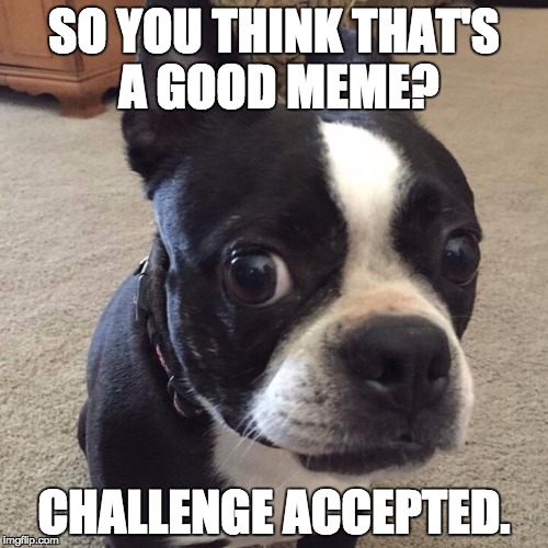 SO YOU THINK THAT'S A GOOD MEME? CHALLENGE ACCEPTED. | image tagged in dogwithsuspiciouslook,funny dog memes,challenge accepted,memes,funny memes | made w/ Imgflip meme maker