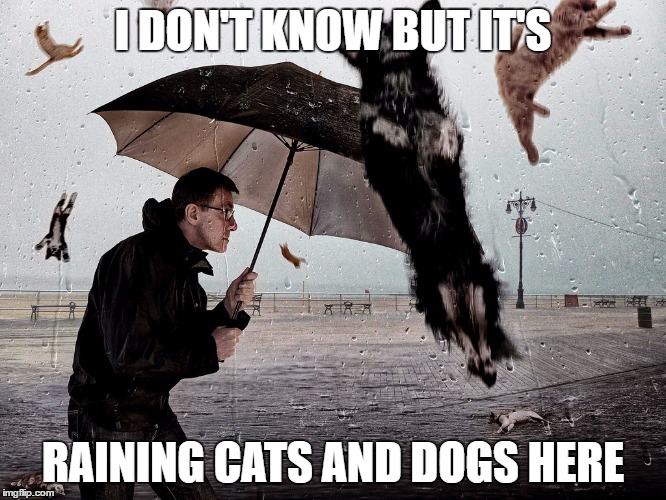 I DON'T KNOW BUT IT'S RAINING CATS AND DOGS HERE | made w/ Imgflip meme maker
