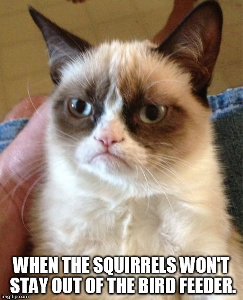 Grumpy Cat Meme | WHEN THE SQUIRRELS WON'T STAY OUT OF THE BIRD FEEDER. | image tagged in memes,grumpy cat | made w/ Imgflip meme maker
