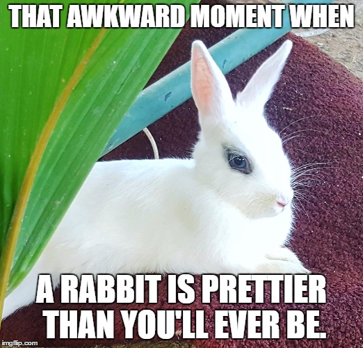Savage Bun | THAT AWKWARD MOMENT WHEN; A RABBIT IS PRETTIER THAN YOU'LL EVER BE. | image tagged in savage bun | made w/ Imgflip meme maker