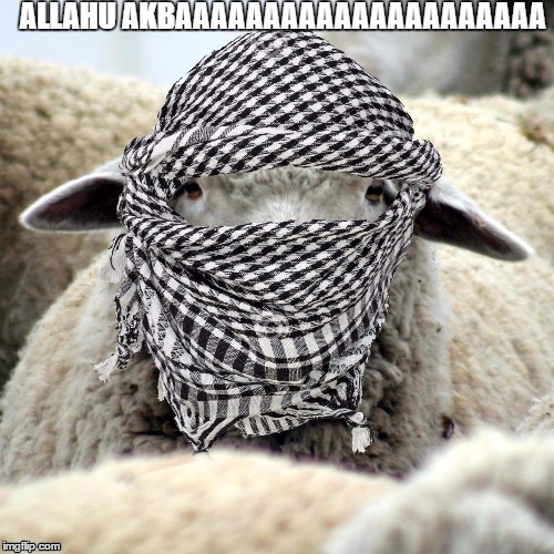 Allahu ackbaaaaaaaa | image tagged in sheep,muslim,god,mohammed,terrorist,welsh | made w/ Imgflip meme maker