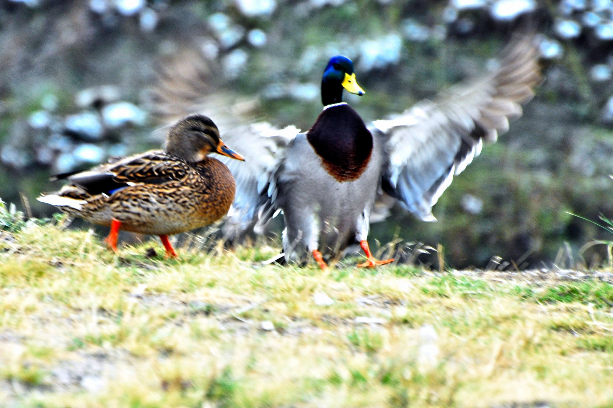 Duck Landing Blank Meme Template