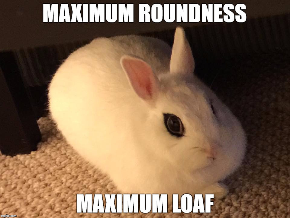 Maximum R O U N D | MAXIMUM ROUNDNESS; MAXIMUM LOAF | image tagged in rabbit,rabbits,bunny,bunnies,round,loaf | made w/ Imgflip meme maker
