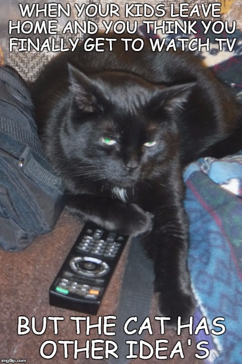 Cat steals remote | WHEN YOUR KIDS LEAVE HOME AND YOU THINK YOU FINALLY GET TO WATCH TV; BUT THE CAT HAS OTHER IDEA'S | image tagged in funny cat memes | made w/ Imgflip meme maker