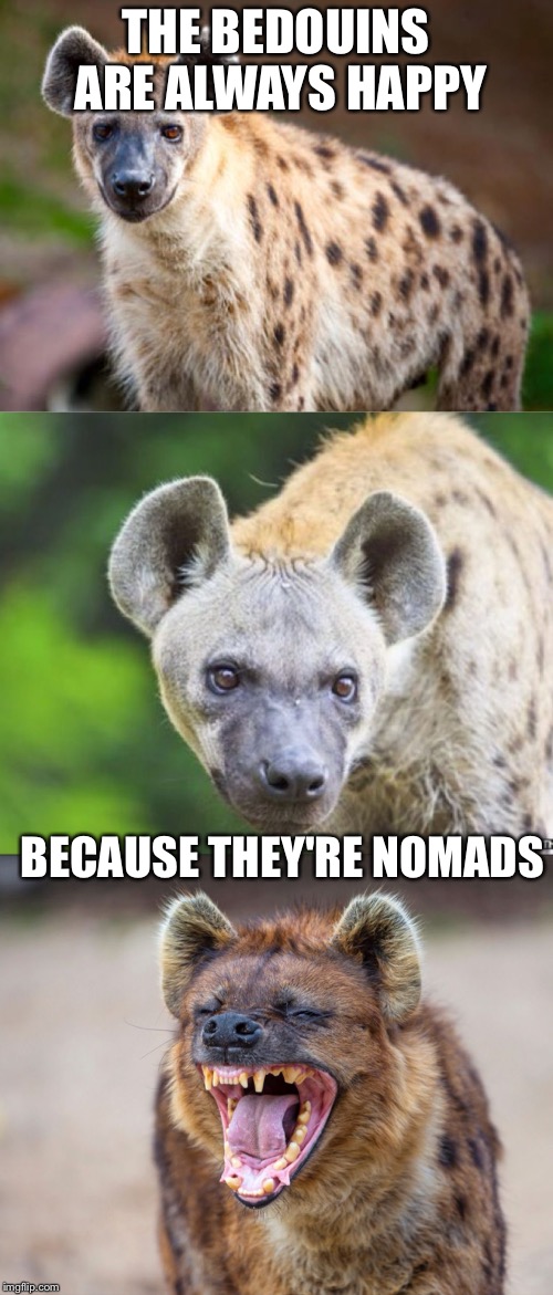 Bad Pun Hyena | THE BEDOUINS ARE ALWAYS HAPPY; BECAUSE THEY'RE NOMADS | image tagged in bad pun hyena,memes | made w/ Imgflip meme maker