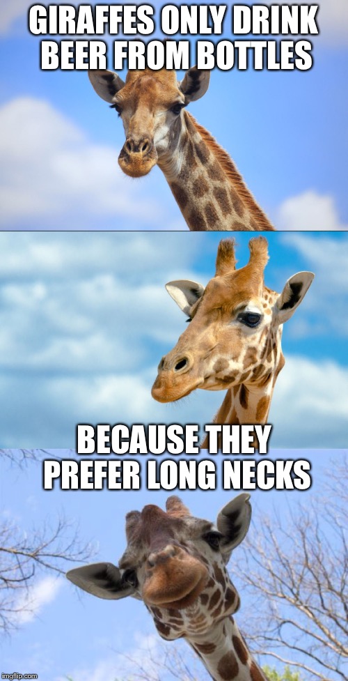 Bad Pun Giraffe | GIRAFFES ONLY DRINK BEER FROM BOTTLES; BECAUSE THEY PREFER LONG NECKS | image tagged in bad pun giraffe,memes | made w/ Imgflip meme maker