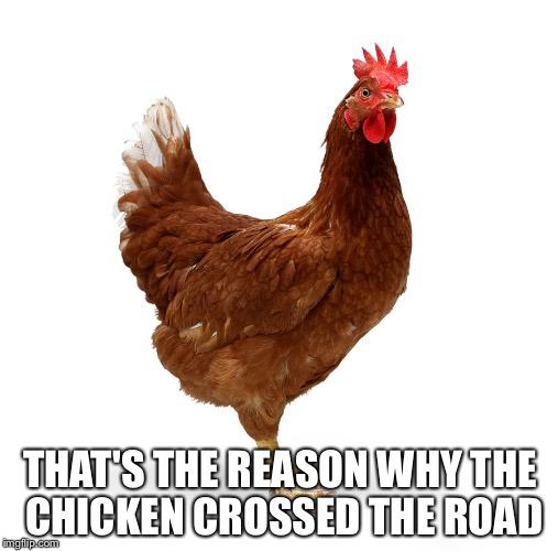 Rooster | THAT'S THE REASON WHY THE CHICKEN CROSSED THE ROAD | image tagged in rooster | made w/ Imgflip meme maker