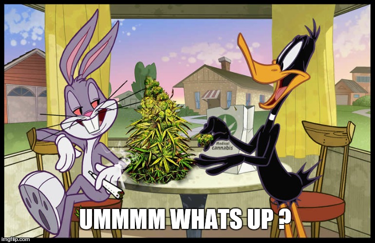 Thats all folks. .. | UMMMM WHATS UP ? | image tagged in memes,bugs bunny,daffy duck,high,420 blaze it,funny memes | made w/ Imgflip meme maker