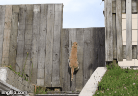Jumping cat | image tagged in gifs,cat | made w/ Imgflip images-to-gif maker