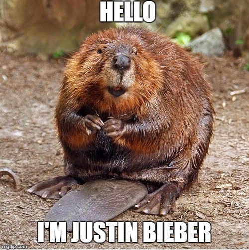 Justin Bieber the Beaver.  | HELLO; I'M JUSTIN BIEBER | image tagged in justin bieber,roasted,beaver,memes | made w/ Imgflip meme maker