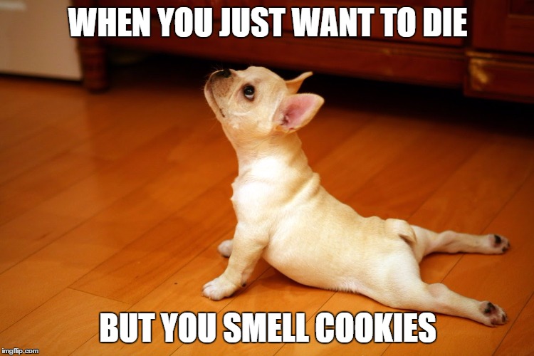 Cookie Dog | WHEN YOU JUST WANT TO DIE; BUT YOU SMELL COOKIES | image tagged in cookie,dog,depression,wth | made w/ Imgflip meme maker