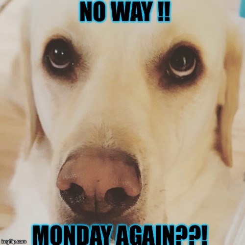 No Way! Monday Again?! | NO WAY !! MONDAY AGAIN??! | image tagged in monday face,i hate mondays | made w/ Imgflip meme maker
