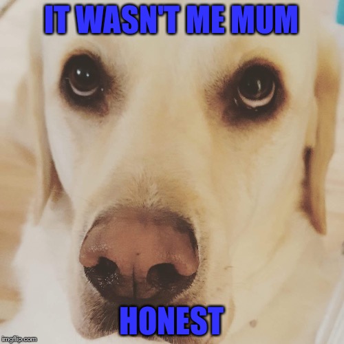 It wasn't me mum , honest | IT WASN'T ME MUM; HONEST | image tagged in guiltydogs | made w/ Imgflip meme maker