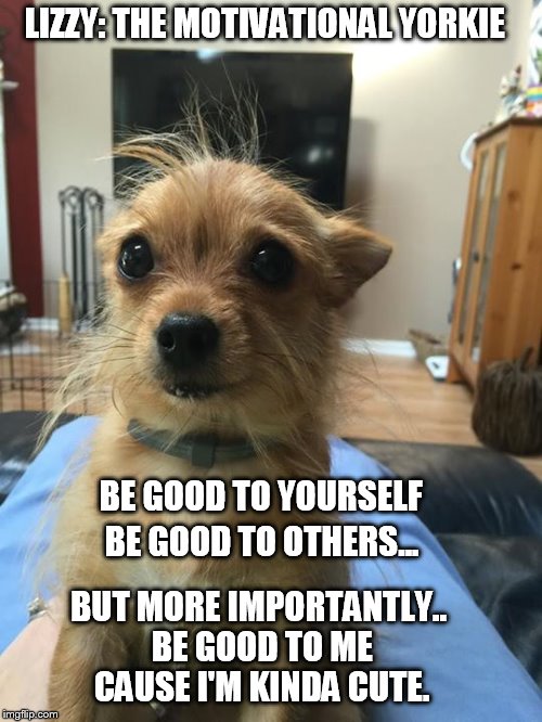 Lizzy: The Motivational Yorkie | LIZZY: THE MOTIVATIONAL YORKIE; BE GOOD TO YOURSELF; BE GOOD TO OTHERS... BUT MORE IMPORTANTLY.. BE GOOD TO ME CAUSE I'M KINDA CUTE. | image tagged in dogs,dog memes,motivational | made w/ Imgflip meme maker