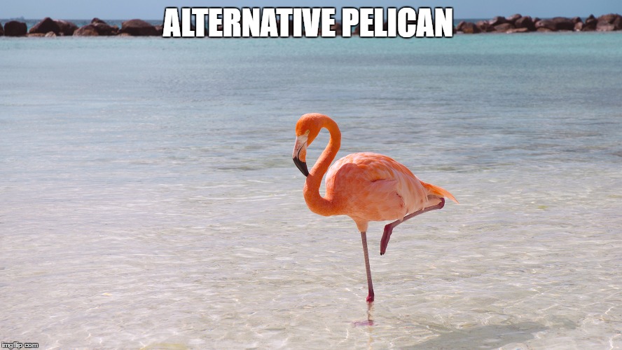 Alt- Pelican | ALTERNATIVE PELICAN | image tagged in donald trump | made w/ Imgflip meme maker