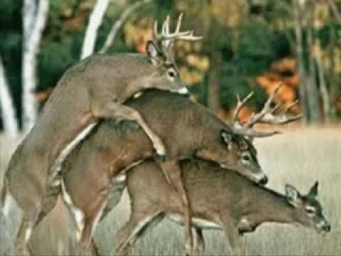 Deer Season Blank Meme Template