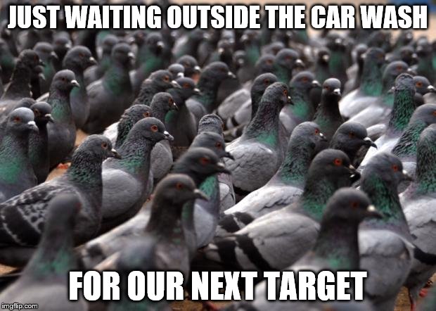 Pigeon meme | JUST WAITING OUTSIDE THE CAR WASH; FOR OUR NEXT TARGET | image tagged in pigeons,carwash,car | made w/ Imgflip meme maker